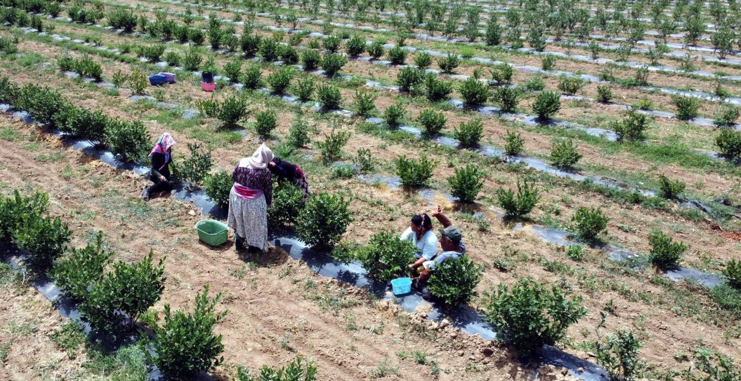 Yaban mersininde siparişlere yetişemiyor!