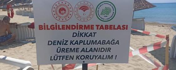Şezlonglar arasında “Üreme alanı”