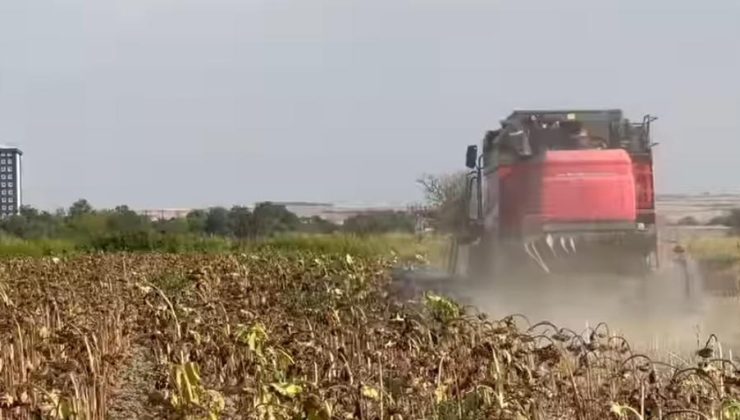 “Karaduman”da hasat başladı