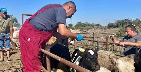 İpsala’da aşı ve küpe çalışması yapıldı