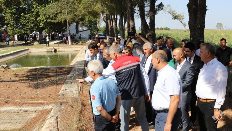 İpsala’daki tesiste 10 milyon sazan balığı yavrusu üretildi