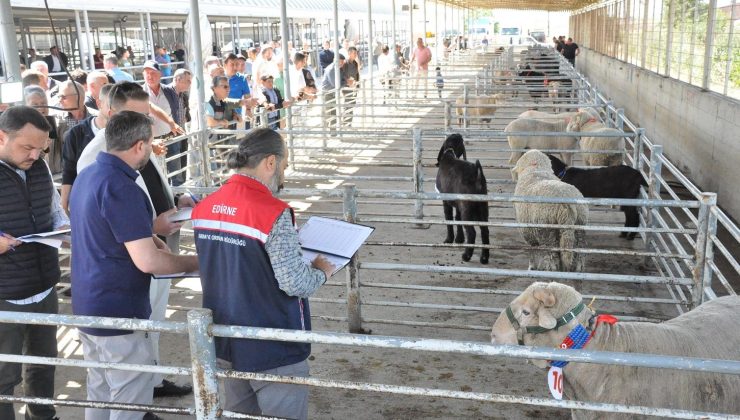 Canlı hayvan pazarında eğlenceli etkinlikler…
