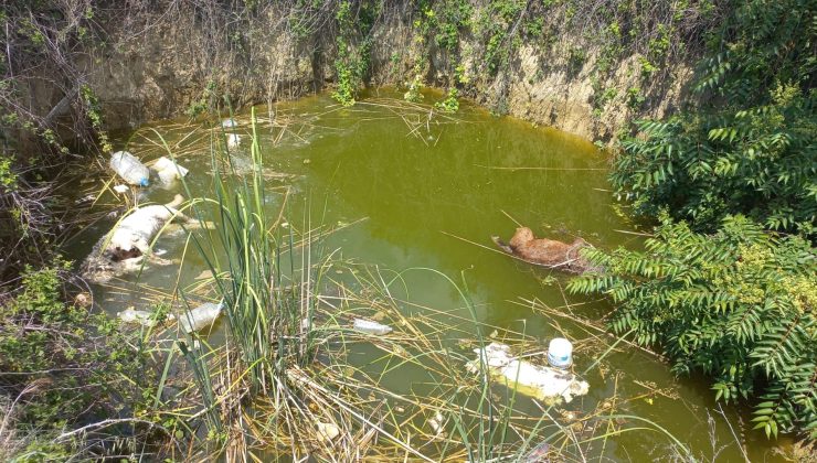 Başsız köpekler ile ilgili ilk tepki KE-HAYKO’dan geldi