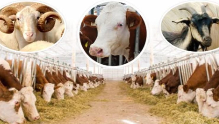 Kurbanlık canlı hayvan baskül fiyat tarifesi belli oldu
