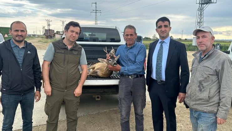 Bir karaca daha sulama kanalına düştü