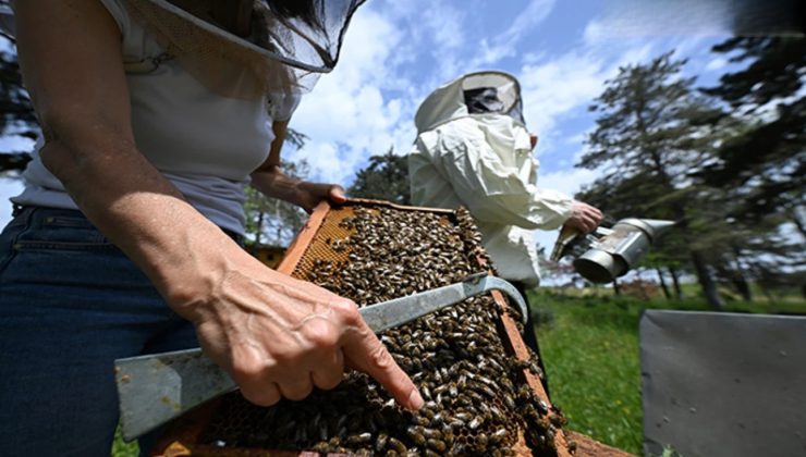 Kuraklık bal verimini düşürdü