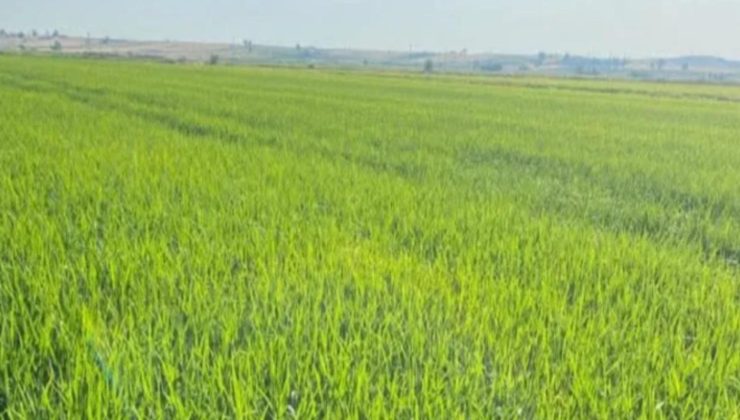 Çiftçilere zorunlu Bağ-Kur uygulaması başladı!