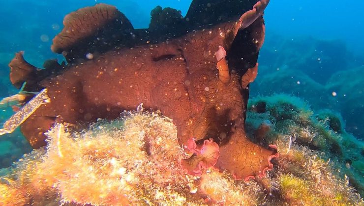 “İspanyol Dansçısı” Saros Körfezi’nde görüntülendi