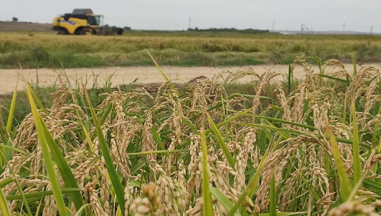 Çeltik üreticilerine çeltik yanıklığı ile ilgili uyarılarda bulunuldu