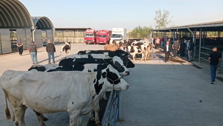 Canlı Hayvan Pazarı yeniden açıldı