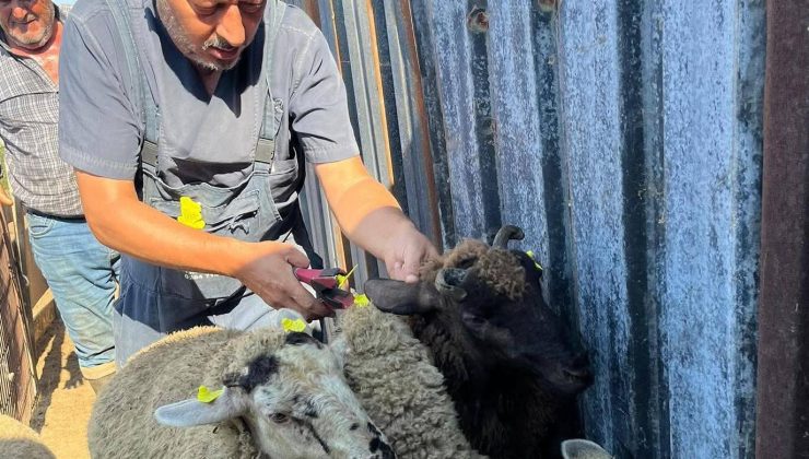 Küpeleme çalışmaları devam ediyor