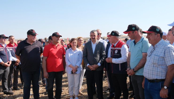 Vali Sezer ve Milletvekili Aksal “Sarı Gelinin” hasadına katıldı
