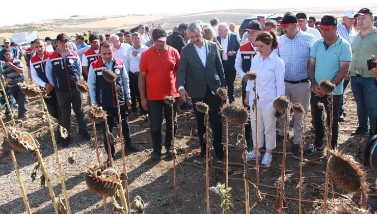 İl Müdürlüğü’nün farklı toprak hazırlığı ile ekim zamanındaki verim ve kalite açıklandı: Şubat ayında anıza yapılan ekimde 206,40 kg verim…
