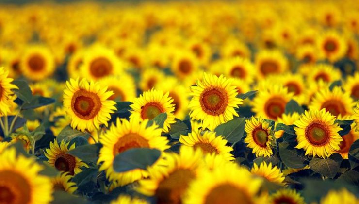 ÇİFTÇİ-SEN’den ayçiçeği ile ilgili açıklama: “Ayçiçeğini üretenler değil, şirketler kazanıyor!”