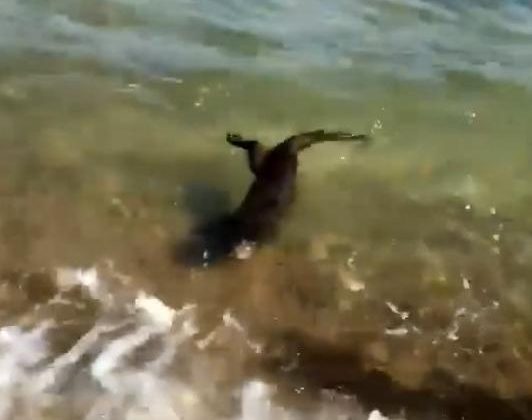 Su samurunun deniz keyfi