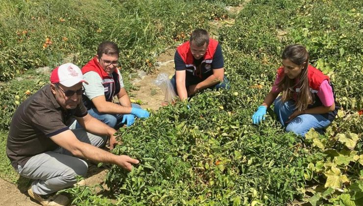 Keşan’daki domateslere hasat öncesi “pestisit” denetimi