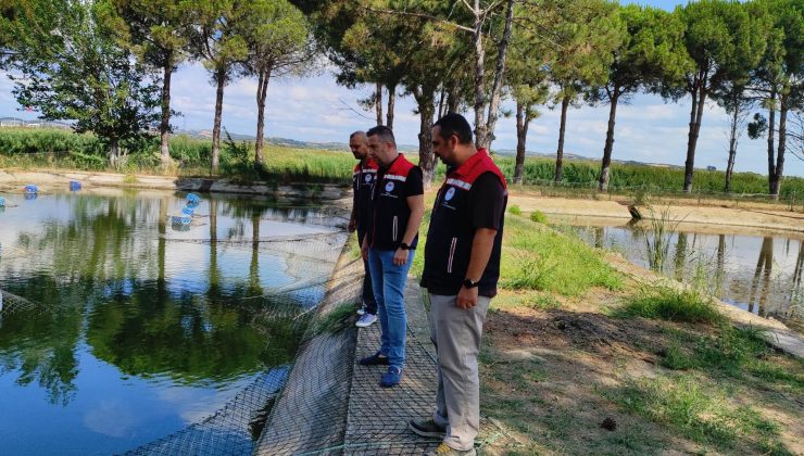 Yavru sazanlar yeni yuvalarına hazırlanıyor!