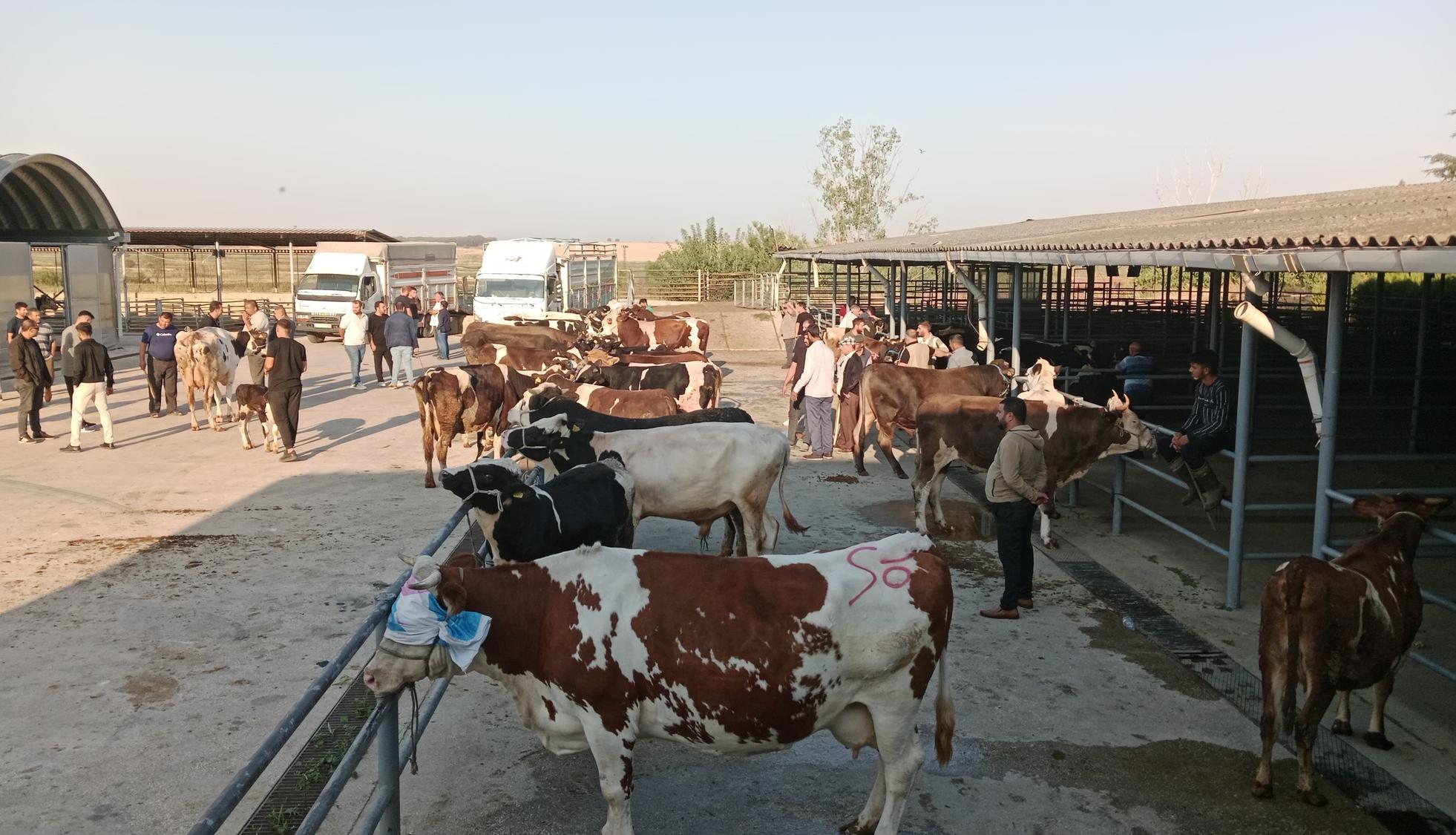 Otomatik taslak
