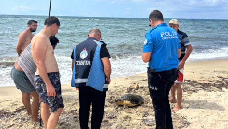 Enez sahilinde bulunan Caretta Caretta koruma altına alındı
