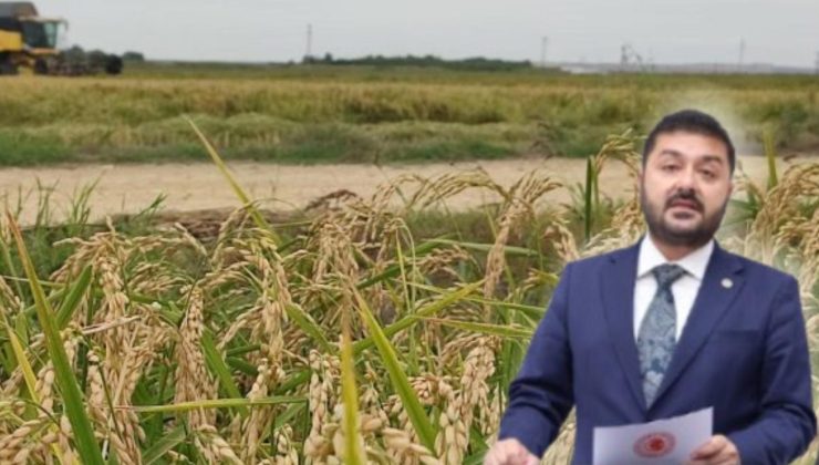 CHP’li Baran Yazgan’dan çeltik için araştırma önergesi verdi: “Türkiye’nin gıda arz güvenliği ve su kaynaklarının yönetimiyle de yakından ilgilidir”