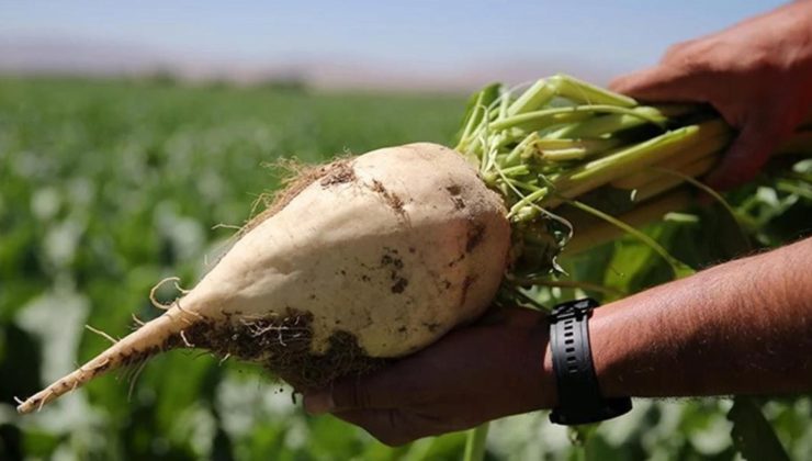 2025-2026 üretim yılı şeker pancarı baz alım kesin fiyatı açıklandı