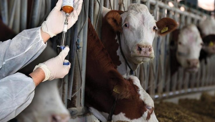 Büyükbaş hayvanlar ile ilgili yasak devam ediyor