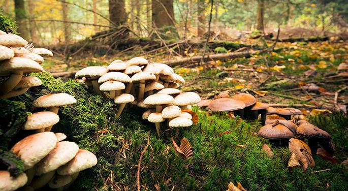 Topladığı mantarlardan zehirlendi