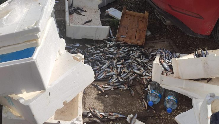 Çöp kenarına atılan balıklar sokağı kokuttu