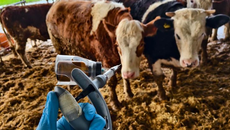 İlkbahar şap aşılamaları başladı