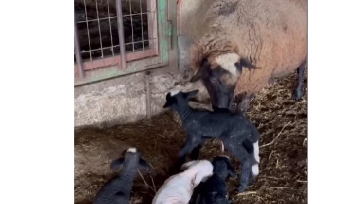 4 kuzu yavrulayan koyun sahibini şaşırttı