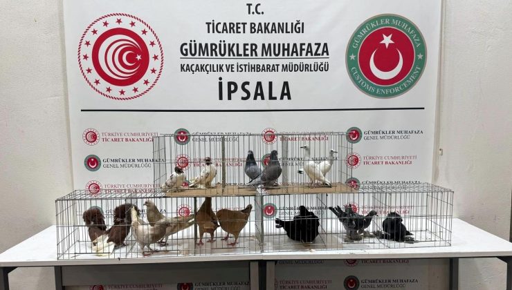 58 güvercin, 9 tavuk ve 2 alpaka ele geçirildi