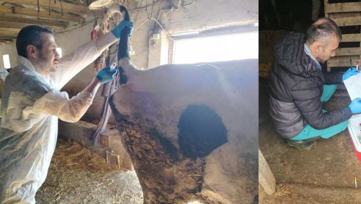 Edirne’de şap hastalığı ile mücadele programı devam ediyor