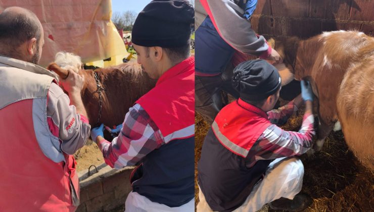Enez’de şap hastalığına karşı çalışma başlatıldı