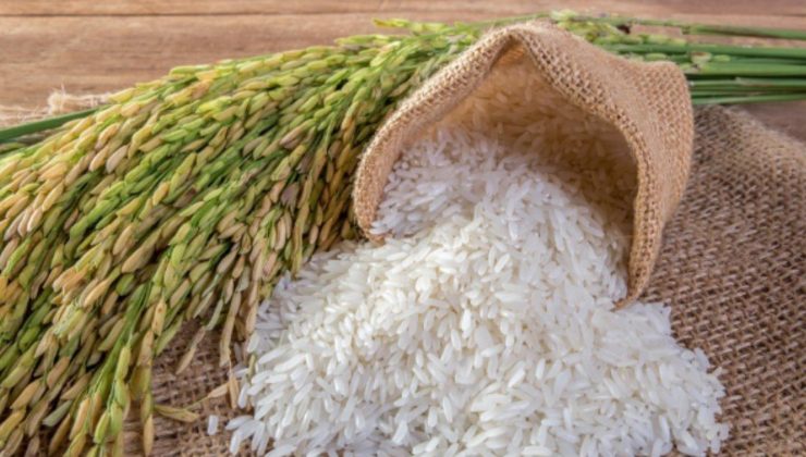 Çeltik Çalıştayı düzenlenecek