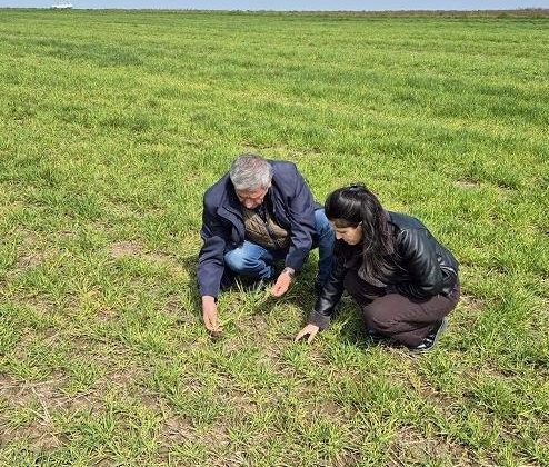 Edirne Ziraat Odası hastalıklar ile ilgili uyardı