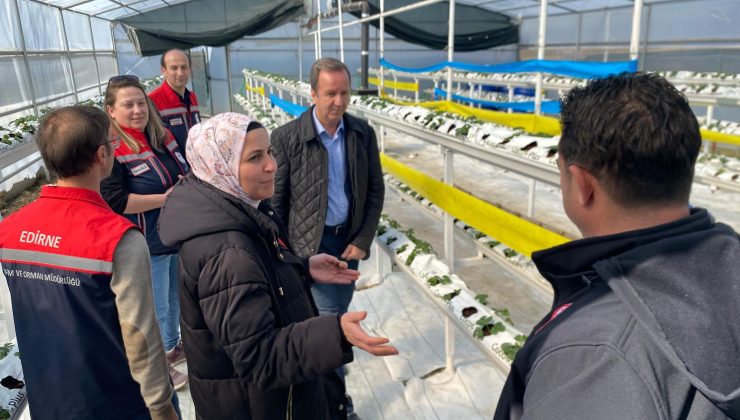 Beğendik’te topraksız çilek üretimi…