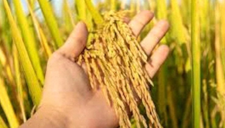 Edirne İl Çeltik Komisyonu Başkanlığı duyurdu: “2026 yılı çeltik ekim müracaatları başladı”