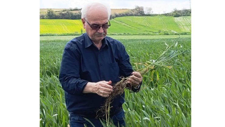 Lütfü Açar hububatta kök çürüklüğü tehlikesine dikkat çekti