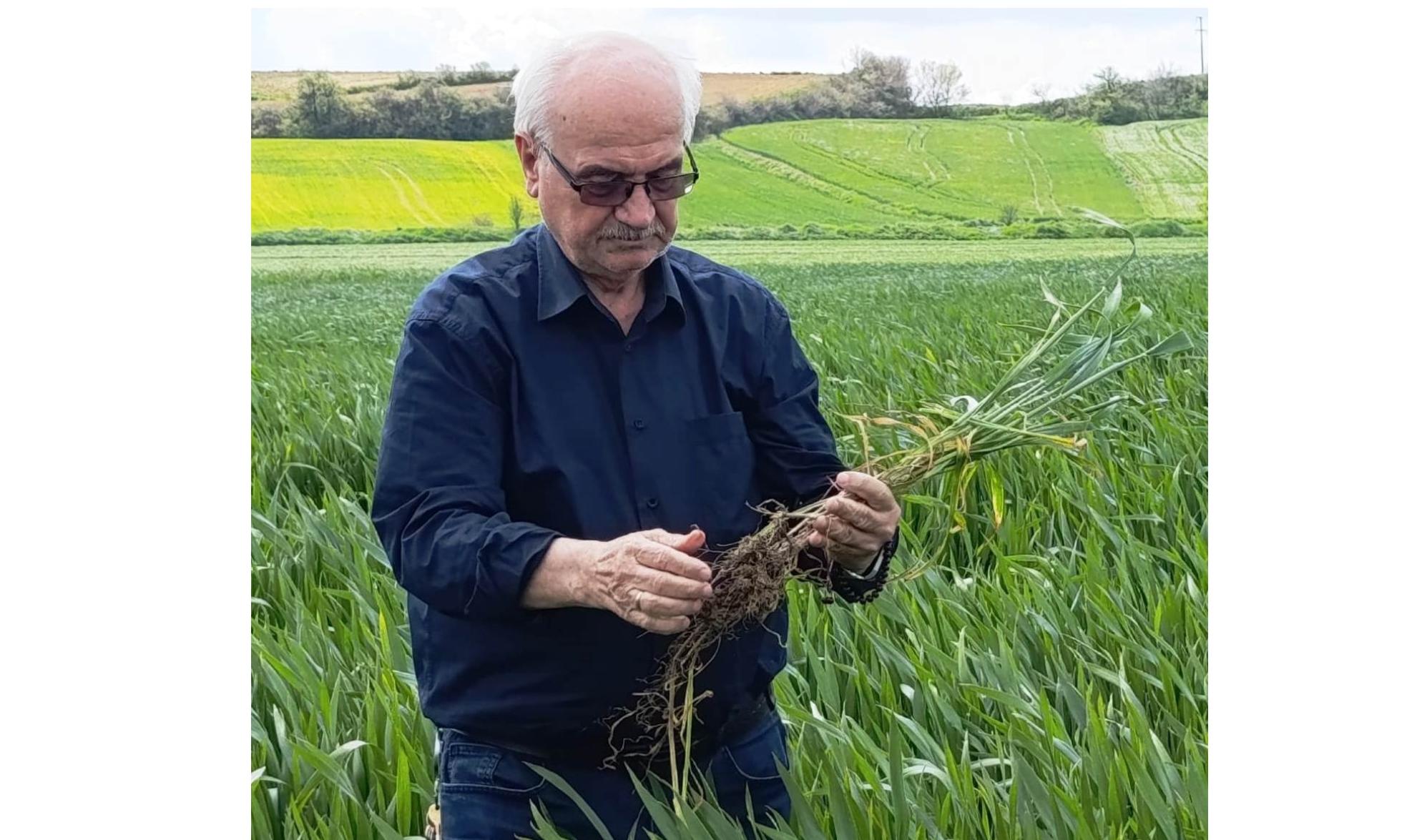 Lütfü Açar hububatta kök çürüklüğü tehlikesine dikkat çekti