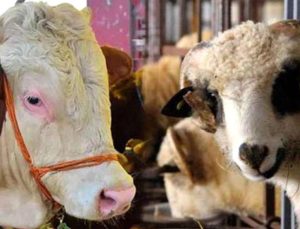 Kurbanlık canlı hayvan baskül fiyat tarifesi belli oldu