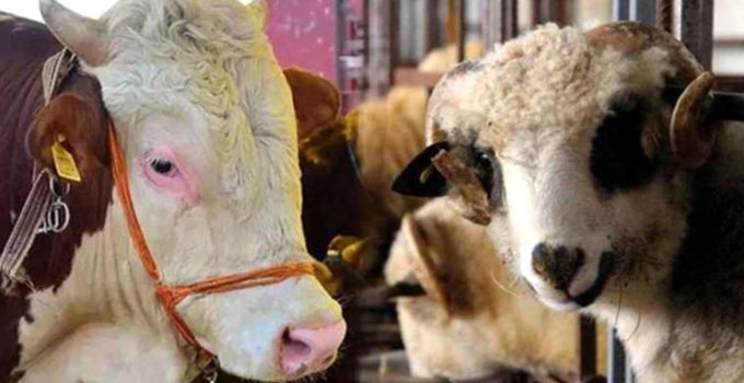 Kurbanlık canlı hayvan baskül fiyat tarifesi belli oldu