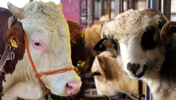 Kurbanlık canlı hayvan baskül fiyat tarifesi belli oldu