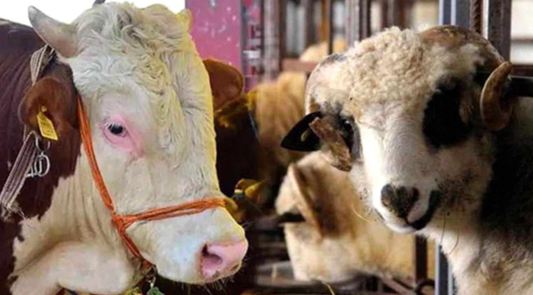 Kurbanlık canlı hayvan baskül fiyat tarifesi belli oldu