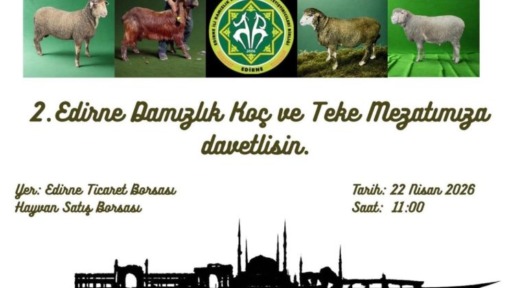 Damızlık Koç ve Teke Mezatı yarın yapılacak