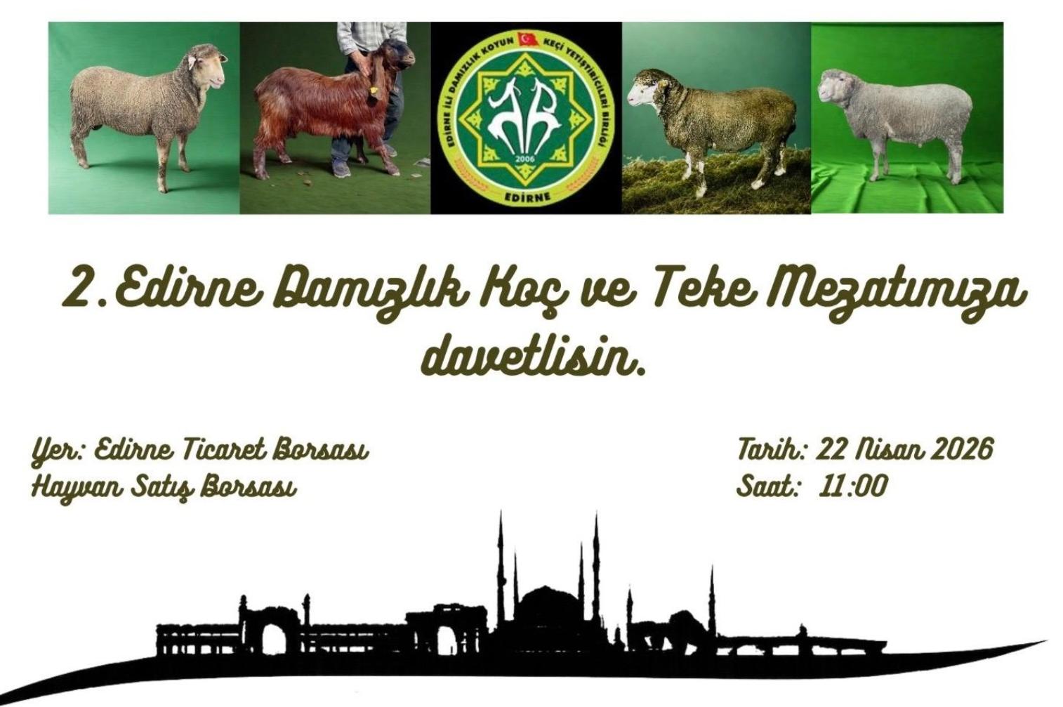 Damızlık Koç ve Teke Mezatı yarın yapılacak