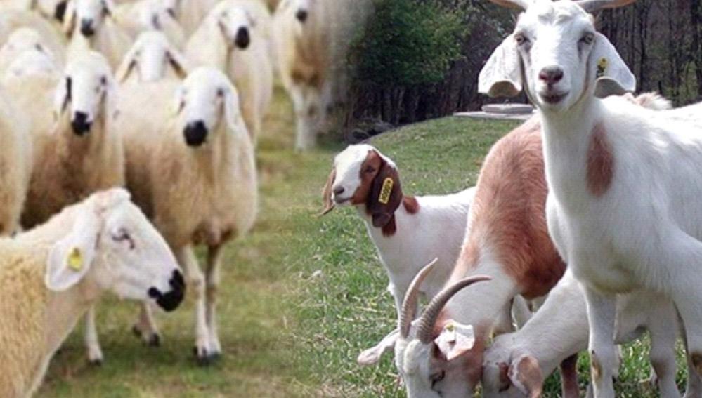 Trakya’daki Koyun Keçi Yetiştiricileri Birlikleri kurban satış bedellerini açıkladı