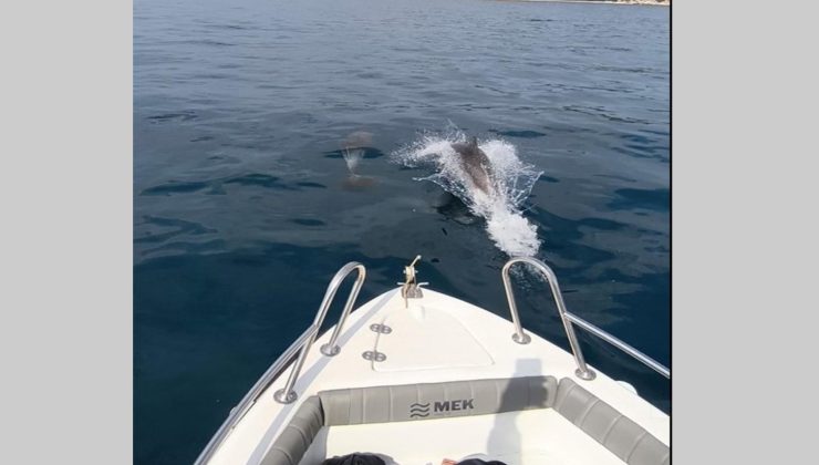 Saros Körfezi’nde yunusların tekne ile yarışı mest etti