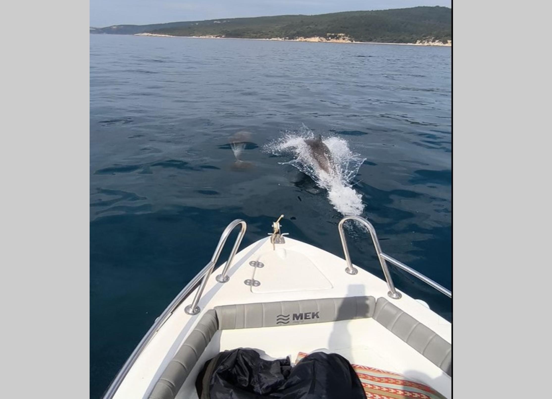 Saros Körfezi’nde yunusların tekne ile yarışı mest etti
