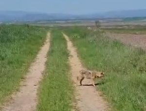 Köye inen çakal tedirgin etti