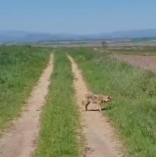 Köye inen çakal tedirgin etti